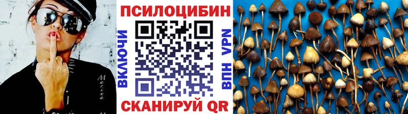 хочу наркоту  Тутаев  Галлюциногенные грибы Cubensis 